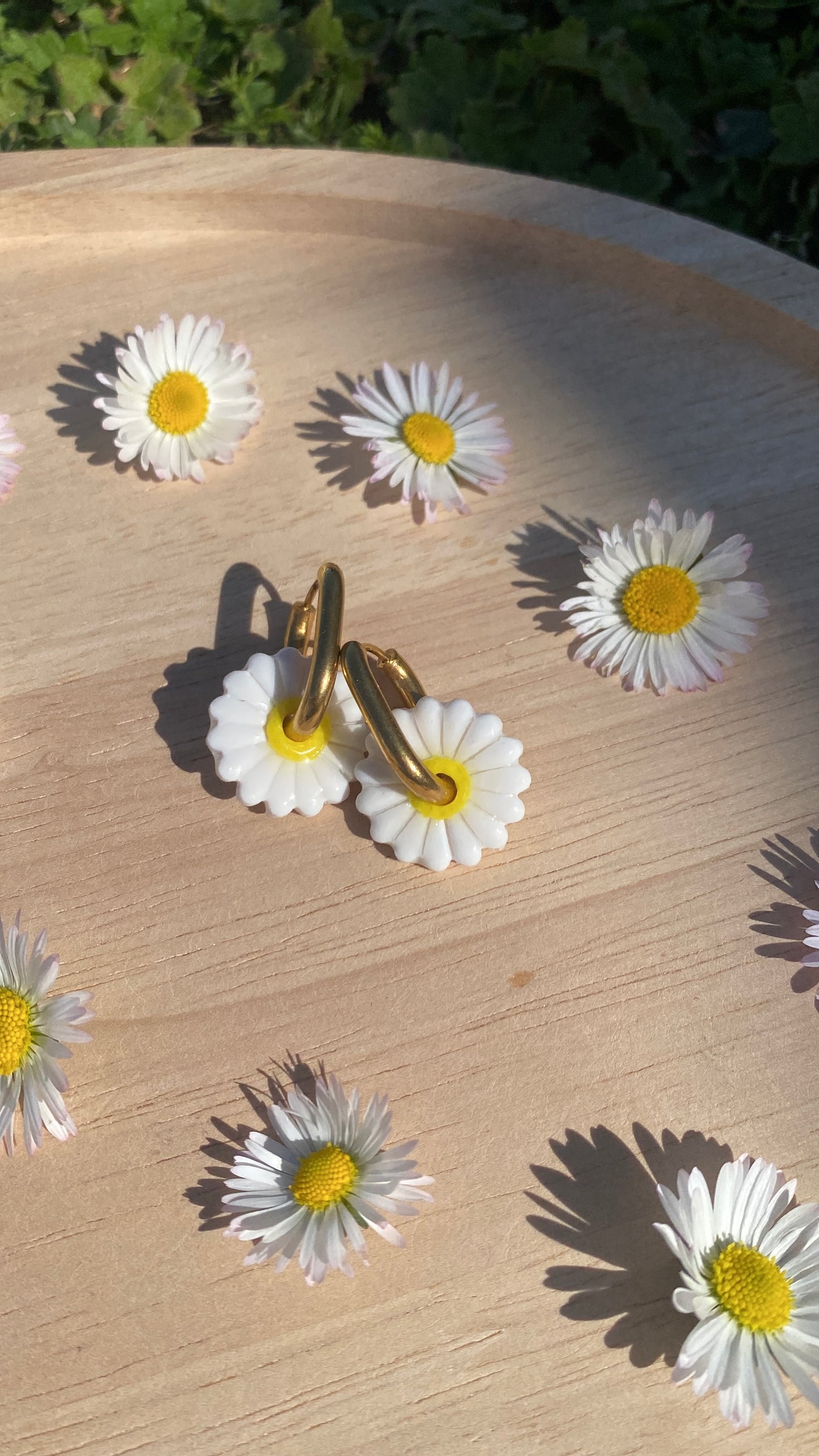 Pampilles pâquerettes