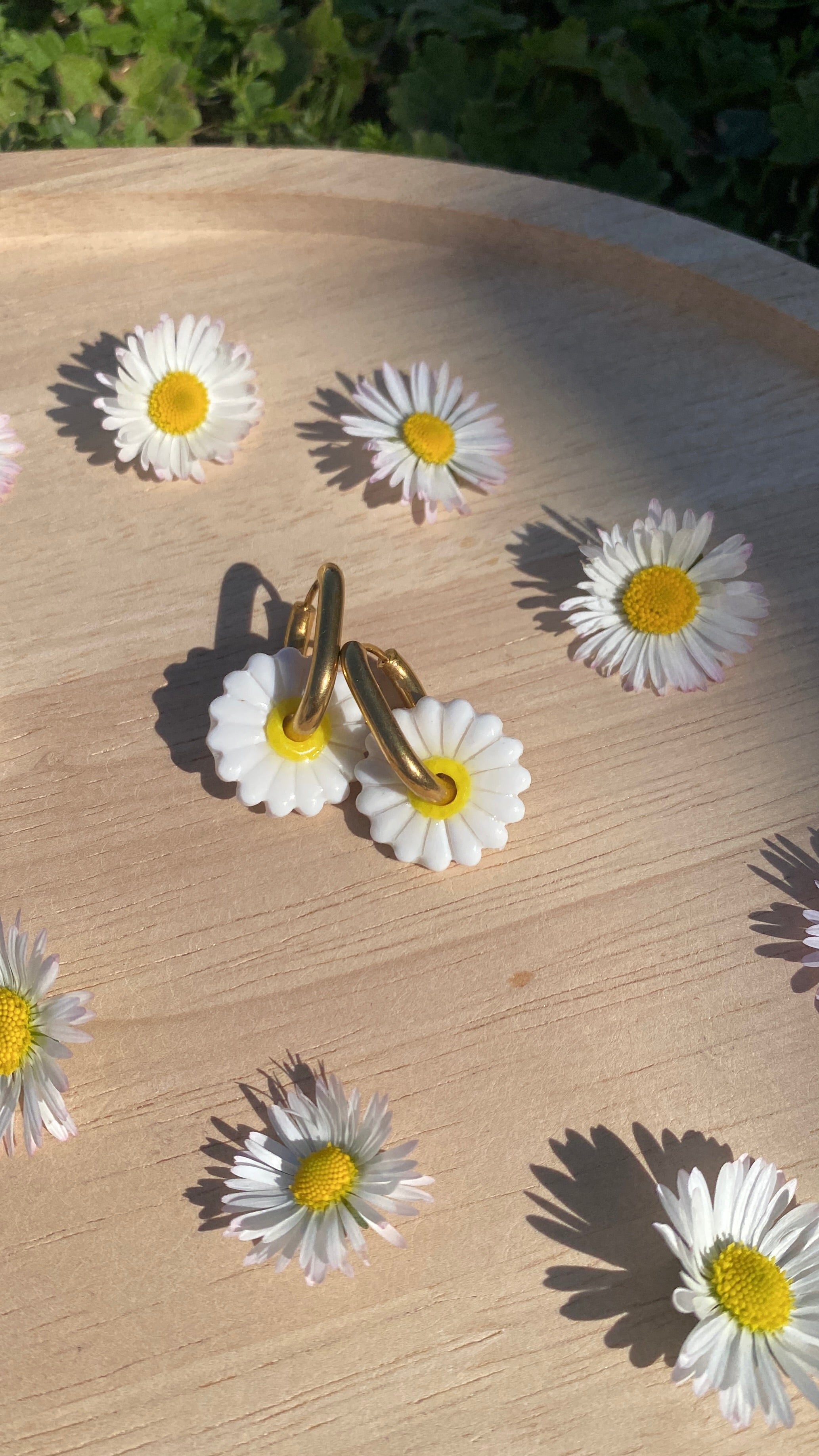 Pampilles pâquerettes