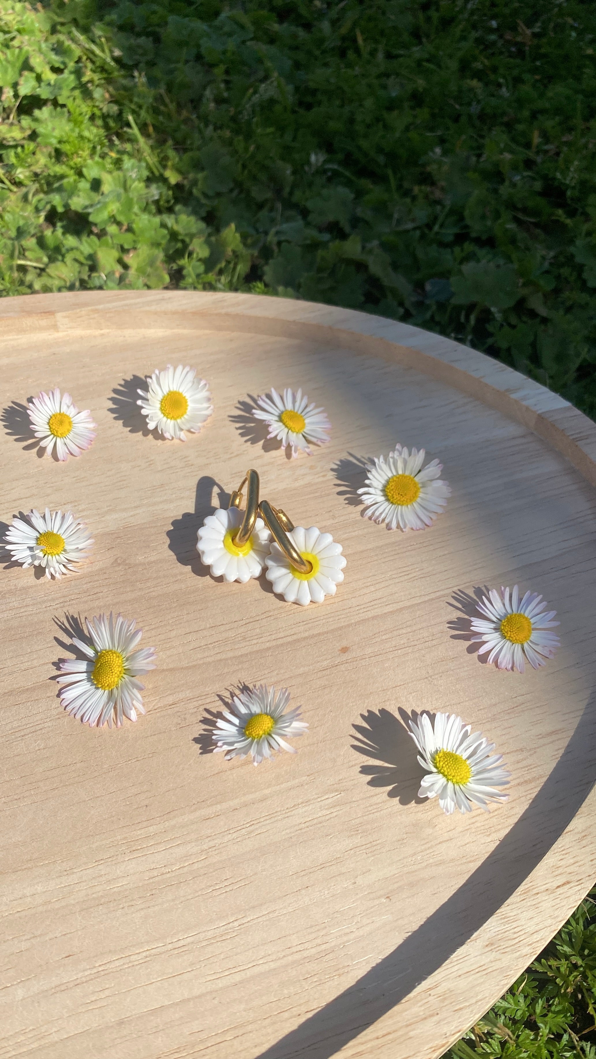 Pampilles pâquerettes