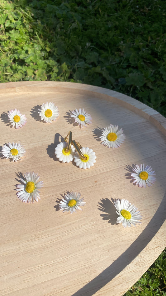 Pampilles pâquerettes