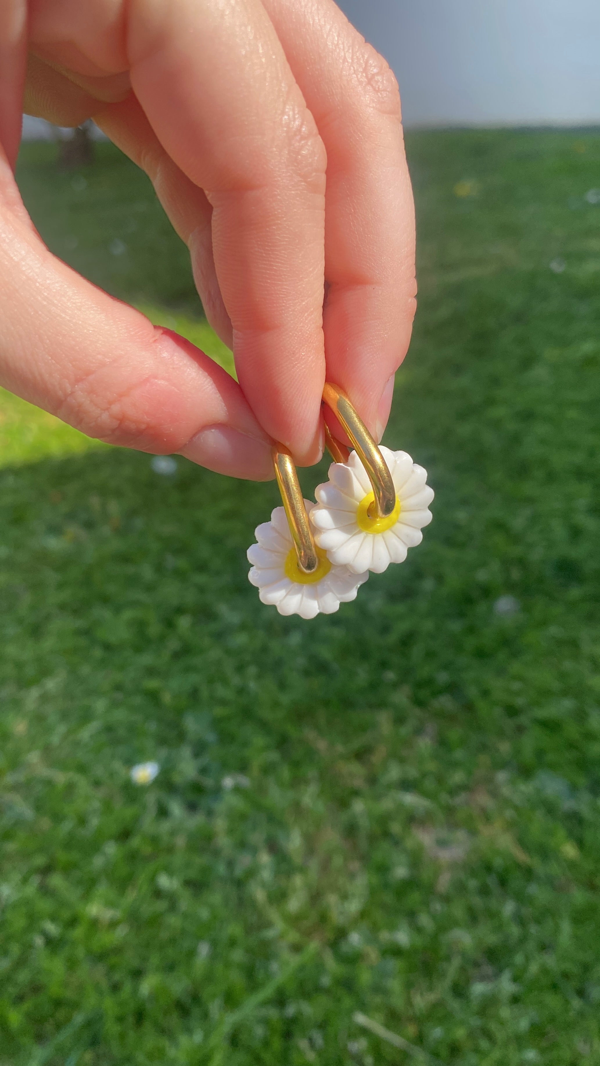 Pampilles pâquerettes